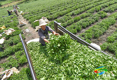 世昌街道：秋茶采收生產(chǎn)忙