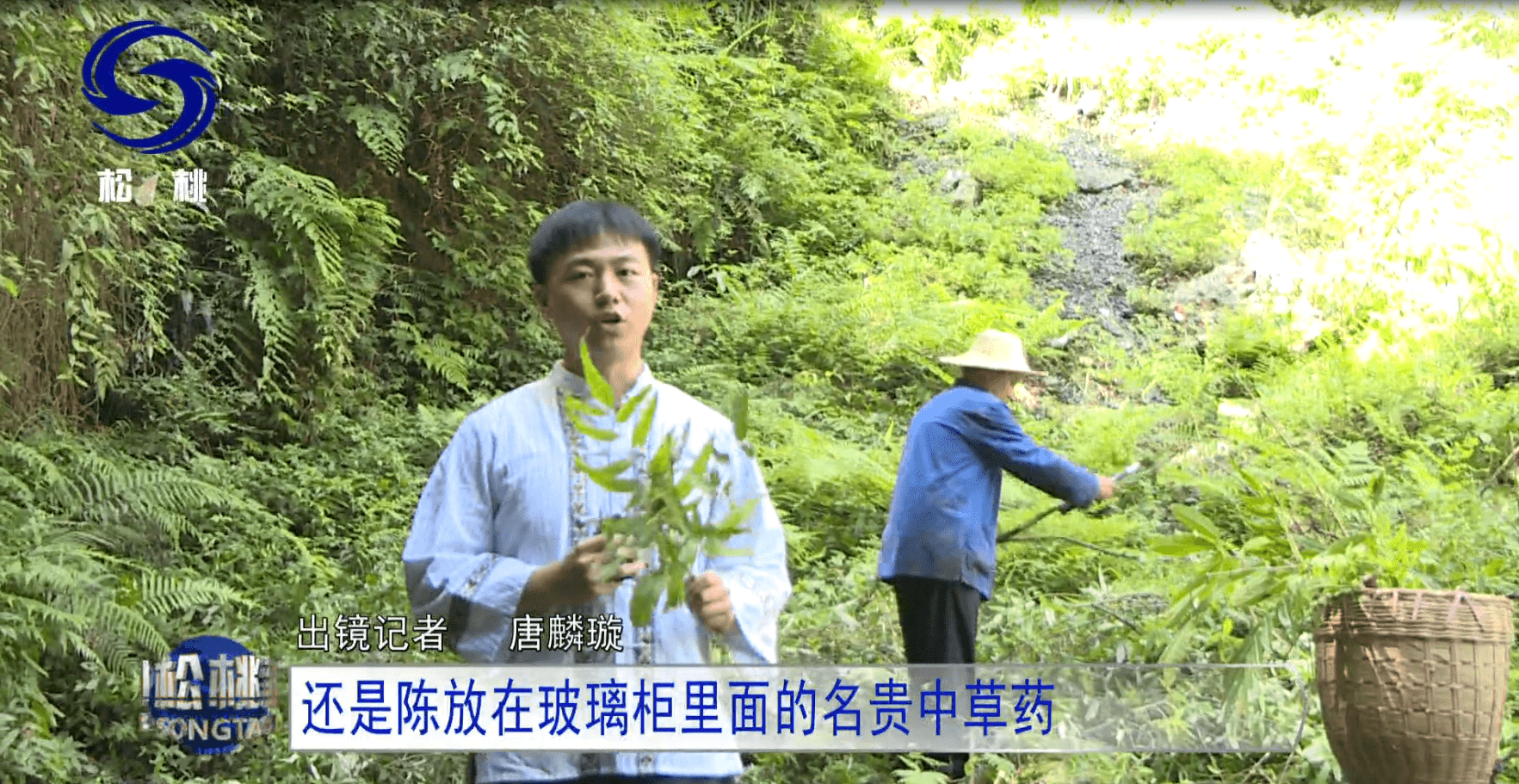【鄉(xiāng)村振興記者行】苗疆藏靈草　惠澤千萬家