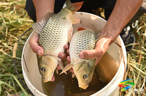 松桃：稻谷金黃 魚兒肥美