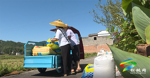 松桃：22萬畝水稻迎豐收　機(jī)械化作業(yè)助力收割