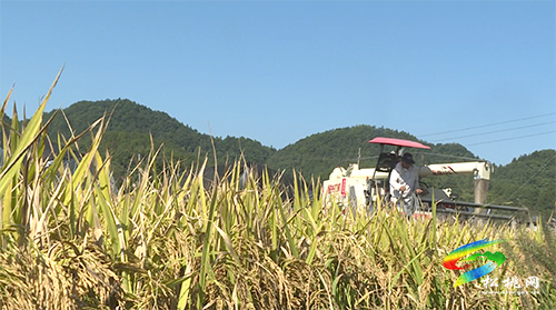 松桃：22萬畝水稻迎豐收　機(jī)械化作業(yè)助力收割
