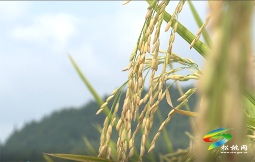 松桃：22萬畝水稻迎豐收　機(jī)械化作業(yè)助力收割