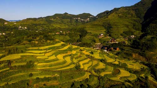 【中國(guó)農(nóng)民豐收節(jié)】松桃：金秋時(shí)節(jié)“畫(huà)”豐收