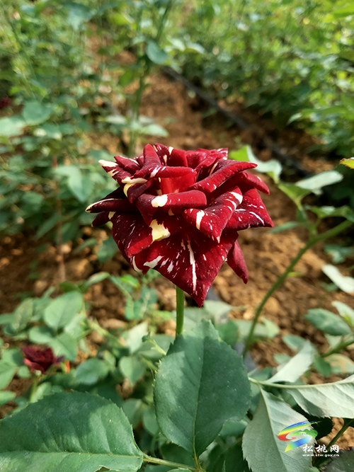 松桃城郊有片玫瑰園，假期旅游打卡好去處