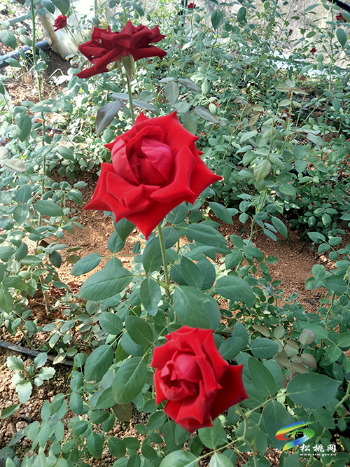 松桃城郊有片玫瑰園，假期旅游打卡好去處
