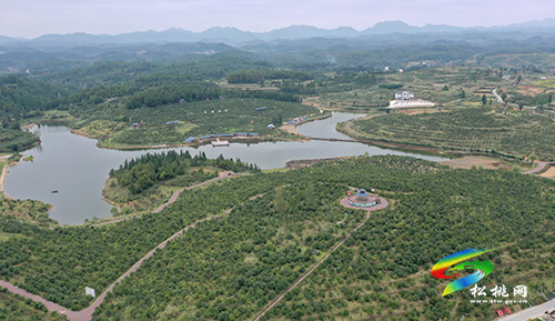 松桃：20萬余畝油茶開始采摘