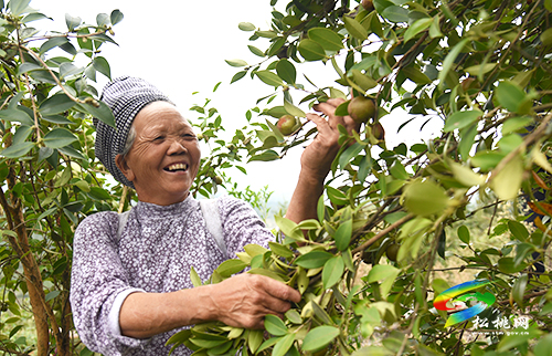 松桃：20萬余畝油茶開始采摘