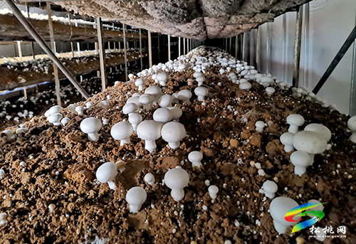 太平營(yíng)街道：小小食用菌，鋪就致富路