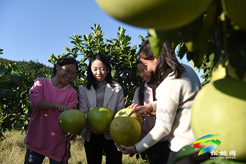 ​松桃：邊玩邊吃　柚子園成熱門打卡地