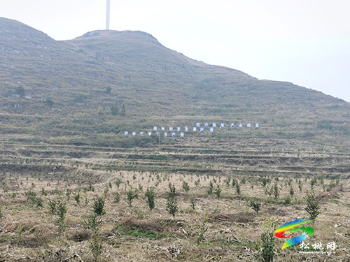 盤石鎮(zhèn)代懂村：油茶果成致富果