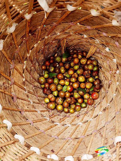 盤石鎮(zhèn)代懂村：油茶果成致富果