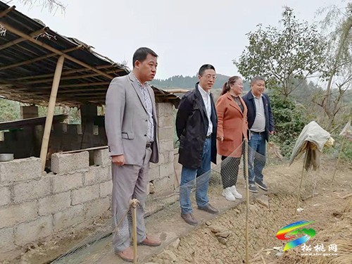 聶衡杰到黃板鎮(zhèn)調(diào)研指導工作