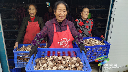 “香菇”借力電商平臺(tái)銷(xiāo)售旺