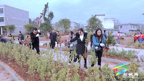 【我為群眾辦實(shí)事】盤信鎮(zhèn)：植樹添新綠　努力建設(shè)宜居環(huán)境