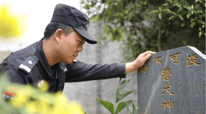 “神捕”最后一次出征，跛著腳，第一時(shí)間咬住了嫌疑人