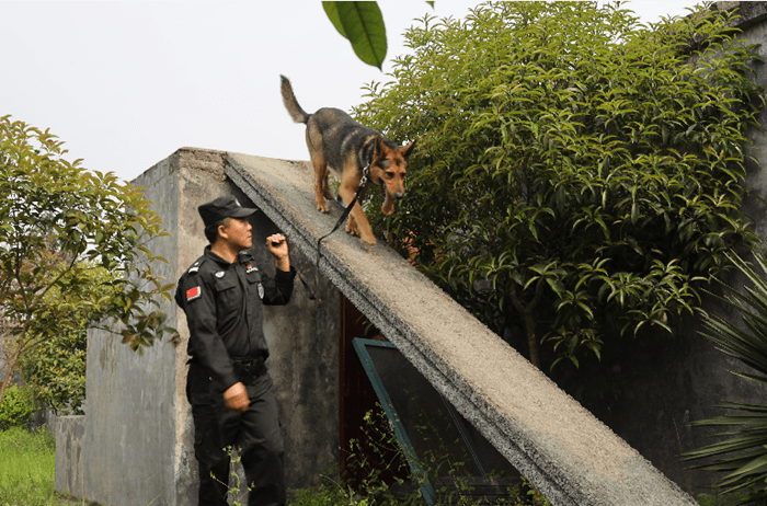 “神捕”最后一次出征，跛著腳，第一時(shí)間咬住了嫌疑人