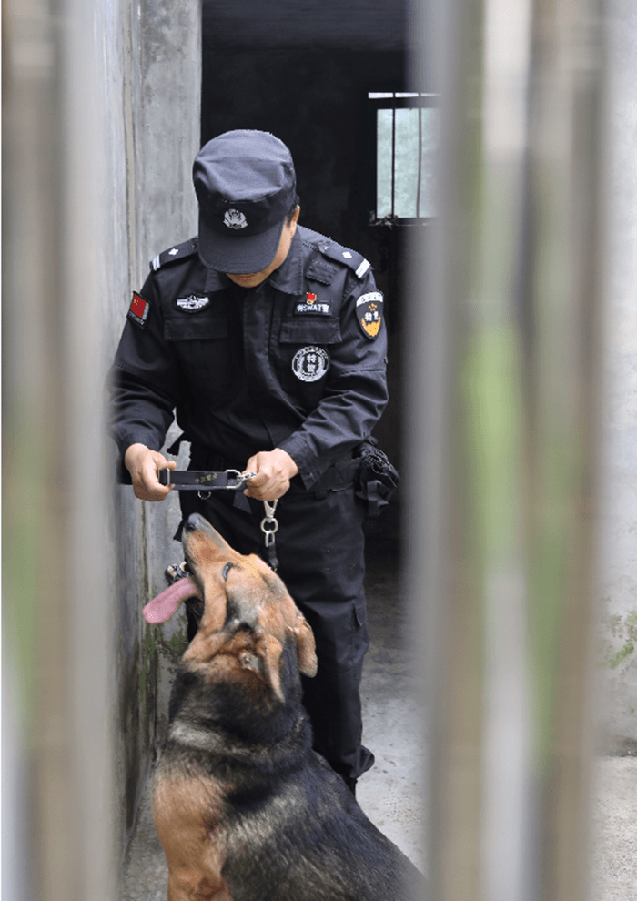 “神捕”最后一次出征，跛著腳，第一時(shí)間咬住了嫌疑人