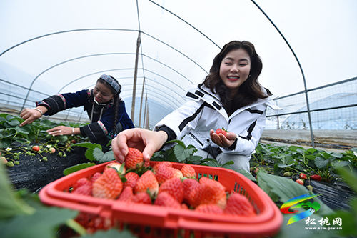 ​松桃：元旦草莓紅 游客采摘樂(lè)