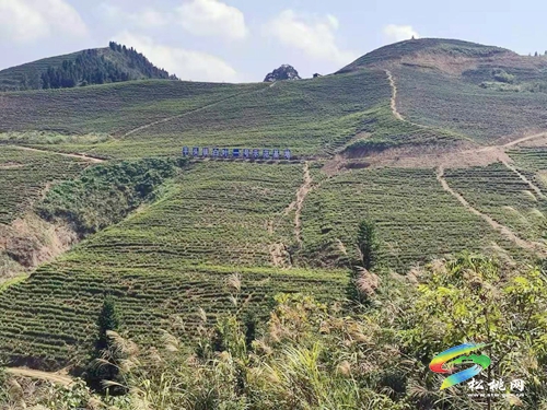 平頭鎮(zhèn)：擴大鎮(zhèn)域黨建“共建圈”，激活融合發(fā)展“原動力”