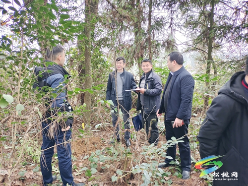 普覺鎮(zhèn)鎮(zhèn)積極開展松材線蟲病防治工作