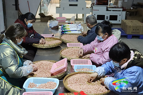 【新春走基層】松桃特色農(nóng)產(chǎn)品備戰(zhàn)年貨市場(chǎng)