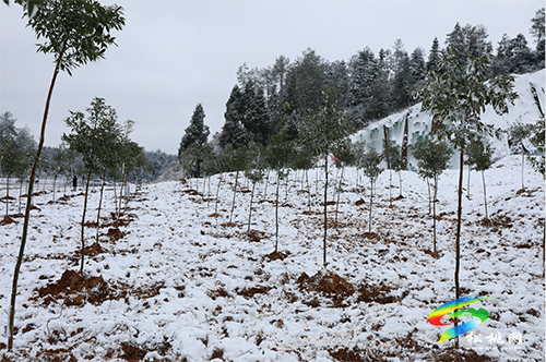 松桃開展2022年全民義務(wù)植樹活動(dòng)