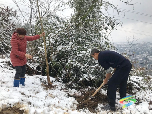 新年添新綠|孟溪鎮(zhèn)開展新春義務(wù)植樹活動