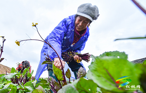 【新春走基層】松桃：紅菜薹采收忙　保障市場供應(yīng)