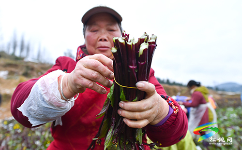 【新春走基層】松桃：紅菜薹采收忙　保障市場供應(yīng)