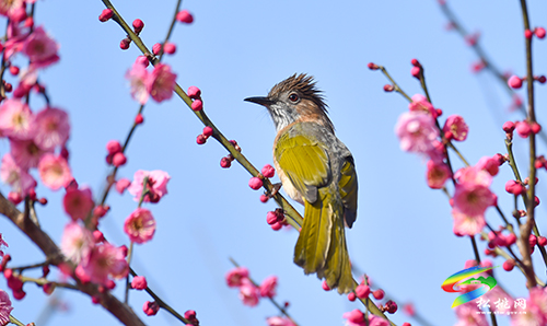 【網(wǎng)絡(luò)中國節(jié)·元宵】春光無限好賞“梅”正當(dāng)時(shí)