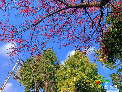 【網(wǎng)絡(luò)中國節(jié)·元宵】春光無限好賞“梅”正當(dāng)時(shí)