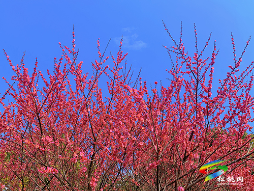 【網(wǎng)絡(luò)中國節(jié)·元宵】春光無限好賞“梅”正當(dāng)時(shí)