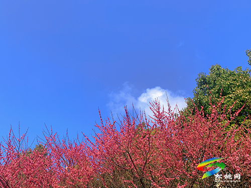 【網(wǎng)絡(luò)中國節(jié)·元宵】春光無限好賞“梅”正當(dāng)時(shí)