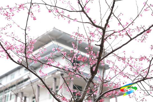 松桃：萬物蘇“醒”報春信