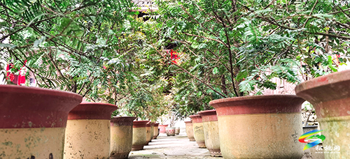 松桃：珍稀植物“種”出致富路