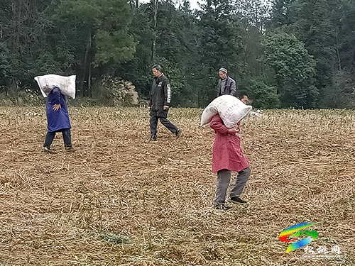 普覺鎮(zhèn)：茶葉管護(hù)忙　茶香四溢助增收