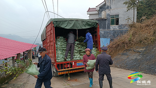 長興堡鎮(zhèn):油茶補(bǔ)植正當(dāng)時(shí)
