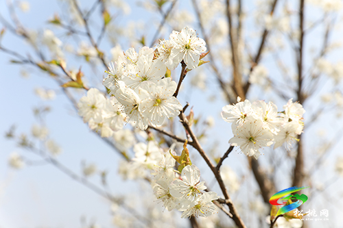 “醉”美花海  待你而來(lái)