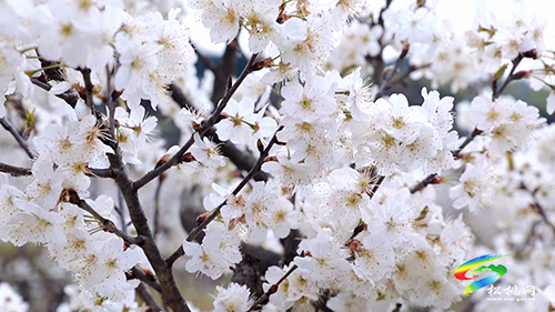 盤信鎮(zhèn)：萬(wàn)畝櫻花盛開　吸引游客賞花踏青