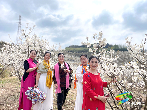 盤信鎮(zhèn)：萬(wàn)畝櫻花盛開　吸引游客賞花踏青