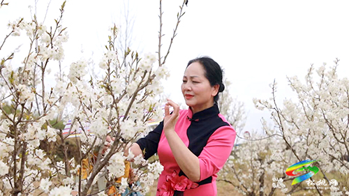 盤信鎮(zhèn)：萬(wàn)畝櫻花盛開　吸引游客賞花踏青