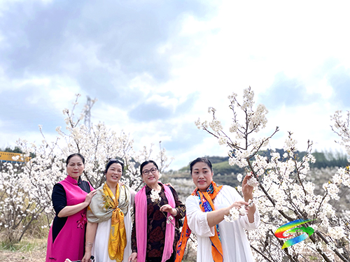 盤信鎮(zhèn)：萬(wàn)畝櫻花盛開　吸引游客賞花踏青