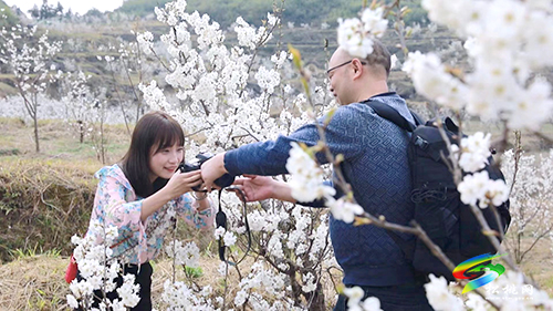 盤信鎮(zhèn)：萬(wàn)畝櫻花盛開　吸引游客賞花踏青