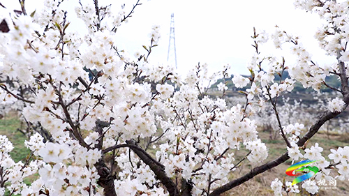 盤信鎮(zhèn)：萬(wàn)畝櫻花盛開　吸引游客賞花踏青