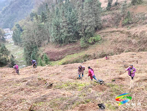 普覺(jué)千畝油茶管護(hù)忙　助民增收有保障