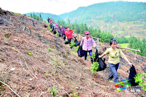 普覺(jué)千畝油茶管護(hù)忙　助民增收有保障