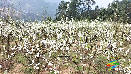 沙壩河鄉(xiāng)：千畝李花繪春色 春風拂面產(chǎn)業(yè)興