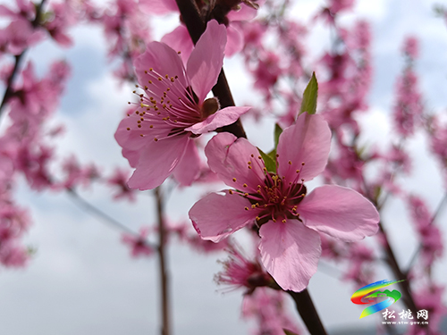 ​孟溪鎮(zhèn)：千畝桃李花開 ，絕美花海等你來