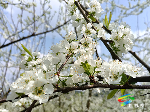 ​孟溪鎮(zhèn)：千畝桃李花開 ，絕美花海等你來