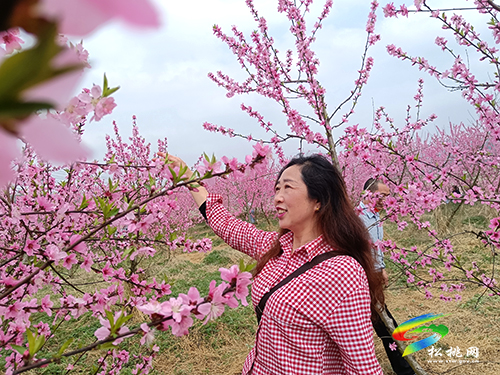 ​孟溪鎮(zhèn)：千畝桃李花開 ，絕美花海等你來